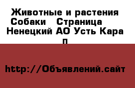 Животные и растения Собаки - Страница 10 . Ненецкий АО,Усть-Кара п.